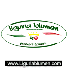 Interview with Liguria Blumen