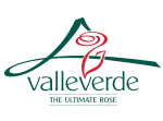 Flowersandcents interview with Alberto Cantillana owner of Valle Verde Roses