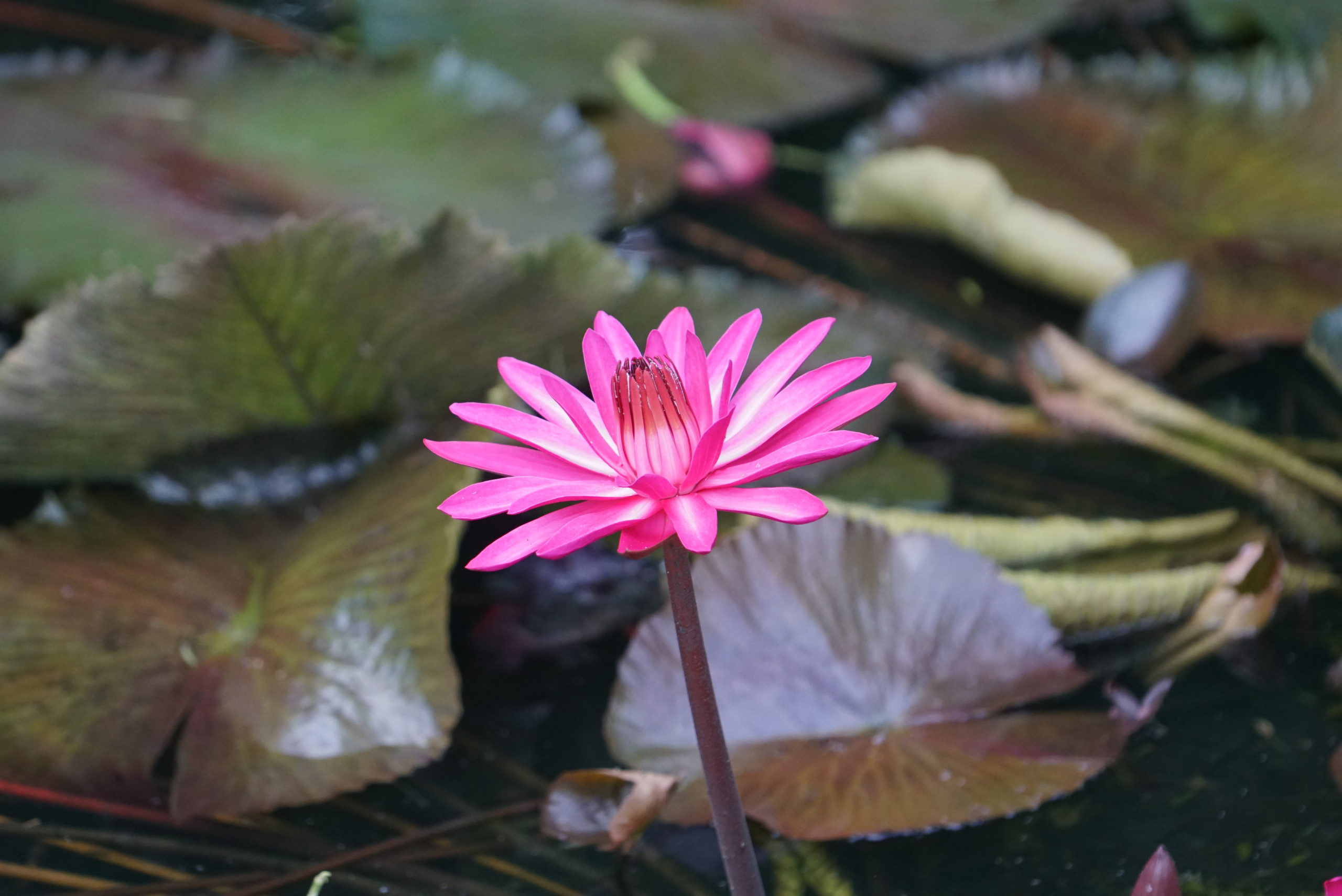 water lilly - Flowersandcents.com is off to Quito for Expoflor 2022