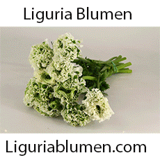  Liguria Blumen